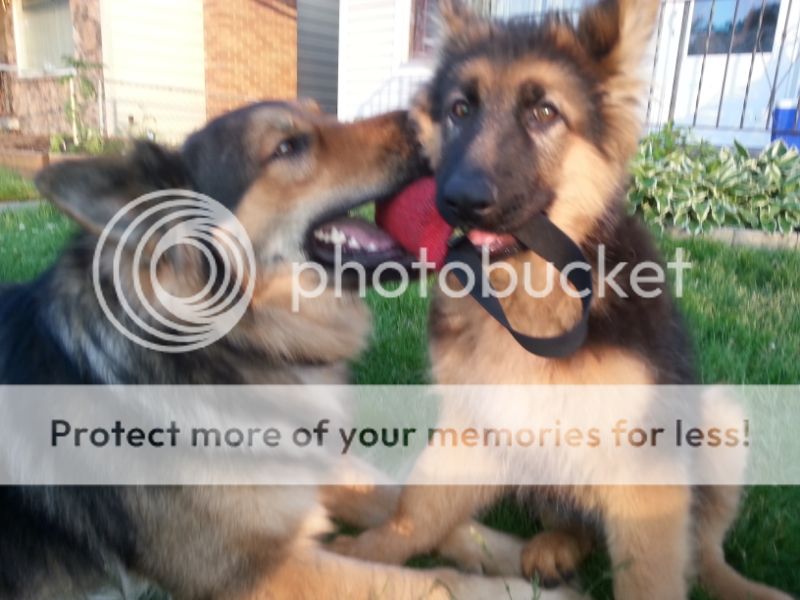 My Dog Has Diarrhea Can I Give Him Pumpkin My Dog Has Diarrhea Can I Give Him Pumpkin